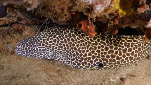 Laced moray