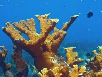 Elkhorn coral