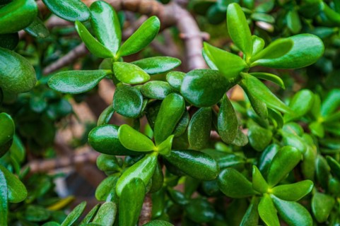 Green leaves of an exotic heart