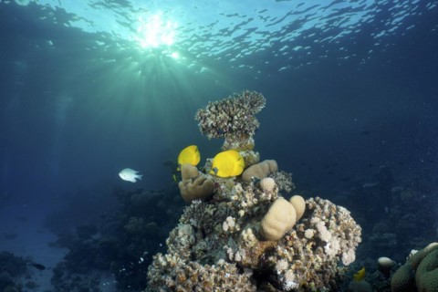 A pair of bluecheek butterflyfish
