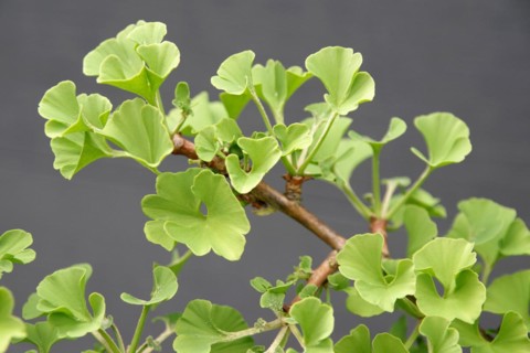 Ginkgo