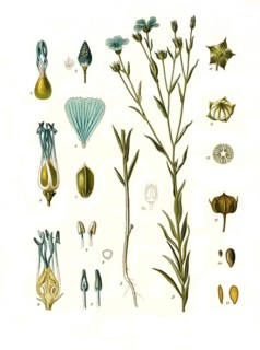 Medicinal plant