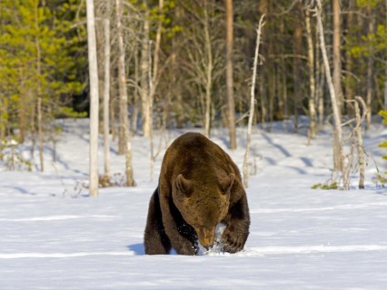 European brown bear