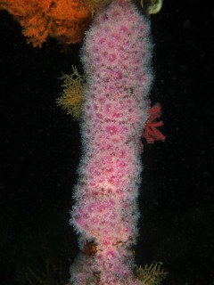 Strawberry anemone