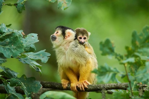 Common squirrel monkey