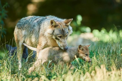Eastern wolf