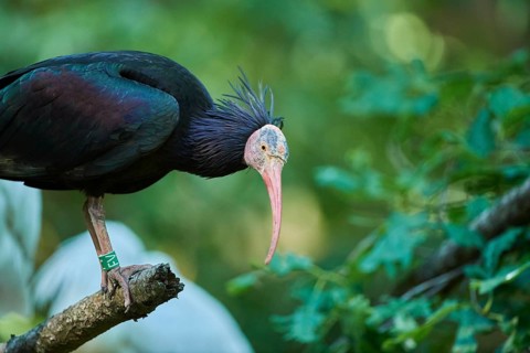 Northern bald ibis