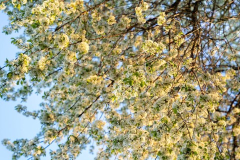 Branches of a white flowering rock cherry