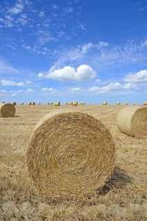 Grain field