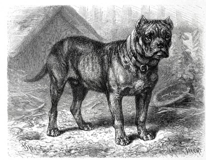 Bullbiter molossus hibernicus