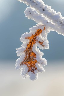 Oak