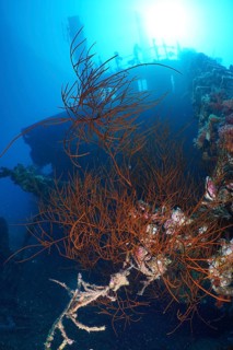 Black bushy black coral