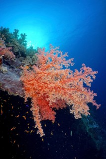 Hemprich's Tree Coral