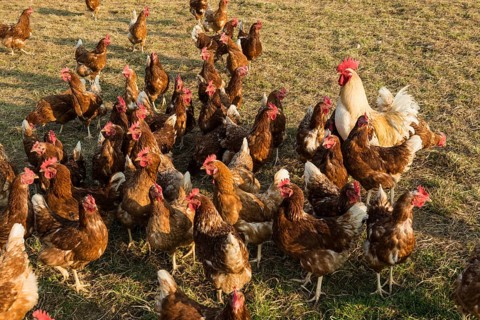 Free-range chickens