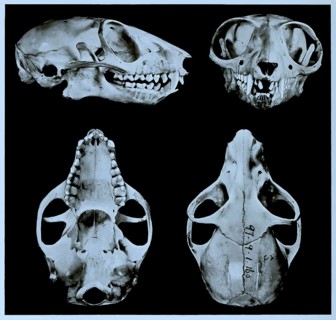 Skull bone