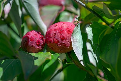 Fruits of the Japanese kousa dogwood