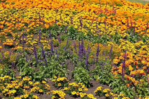 Common lavender