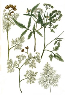 Botany