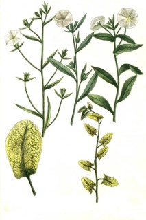 Botany