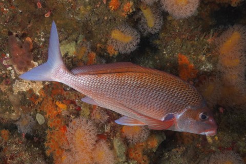 Natal fingerfin