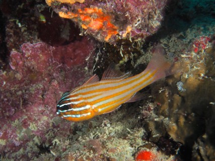 Golden-striped cardinalfish