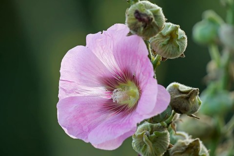 Flowering common hollyhock