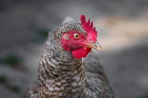 Portrait of a free-range chicken of the Blue Sparrowhawk breed