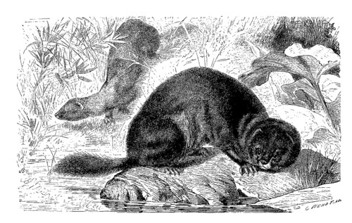 European mink