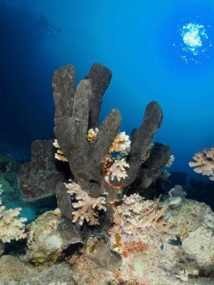 Sea sponge Erect finger sponge