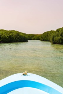 Mangrove forest