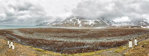 Kings penguins colony in Antarctica