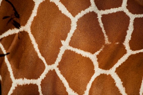 Close-up of the animal fur of a Reticulated giraffe