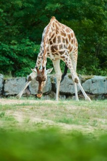 Reticulated giraffe
