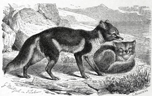 Arctic fox