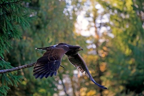 Harris's hawk