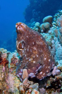 Large blue octopus