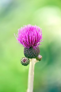 Brook thistle