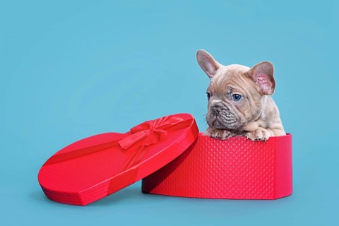 Cute Valentine's day puppy. French Bulldog dog in heart shaped gift box on blue background