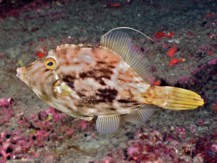 Brown filefish