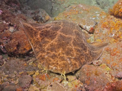 Dormant monkfish
