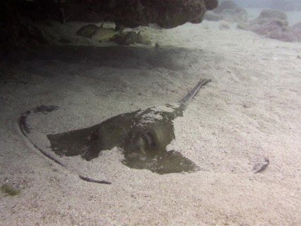 American stingray