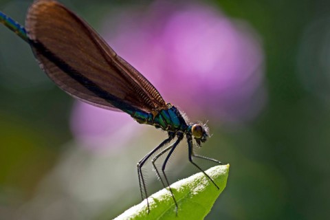 Close-up