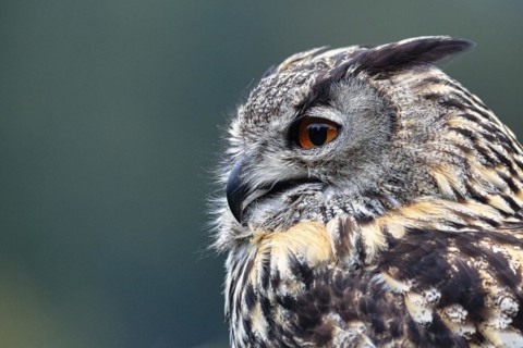 Eurasian eagle-owl