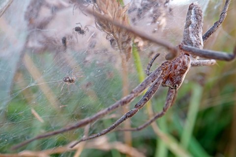 Nursery web spider