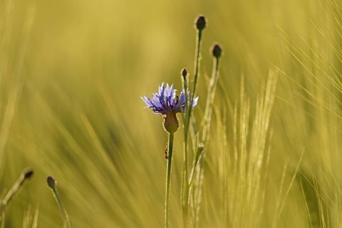 Cornflower