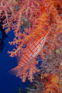 Longnose hawkfish