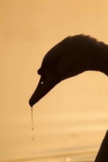 Mute swan