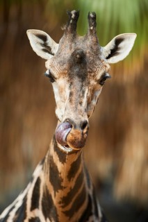 Reticulated giraffe