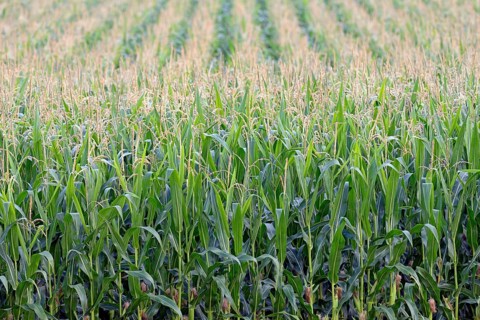 Corn