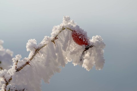 Shrub rose